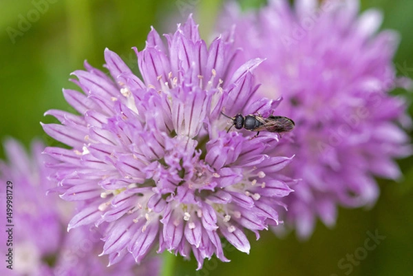 Fototapeta closeup of a black small carpenter bee on a pink blossom of chives with a green blurred background
