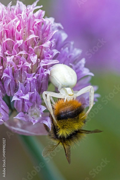 Fototapeta closeup view of an early bumblebee caught by a white flower crab spider on the pink blossom of chives in the sunlight and green blurred background
