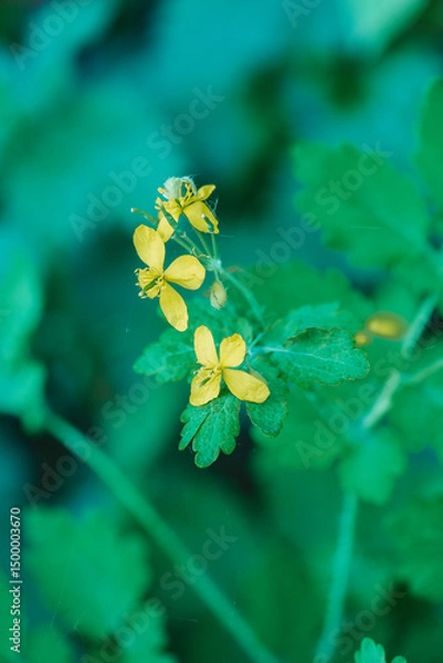 Fototapeta Common celandine or greater celandine (Chelidonium majus L.) is a poisonous, medicinal plant that grows in the shade and blooms with yellow flowers.