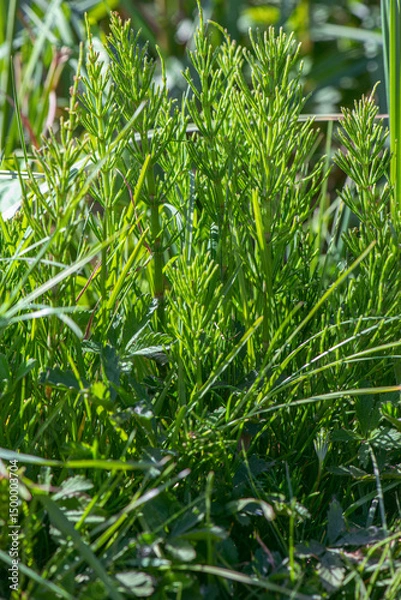 Fototapeta Wild plants - green background of horsetail or Tolkachik or Equisetum arvense . Common Horsetail in spring .