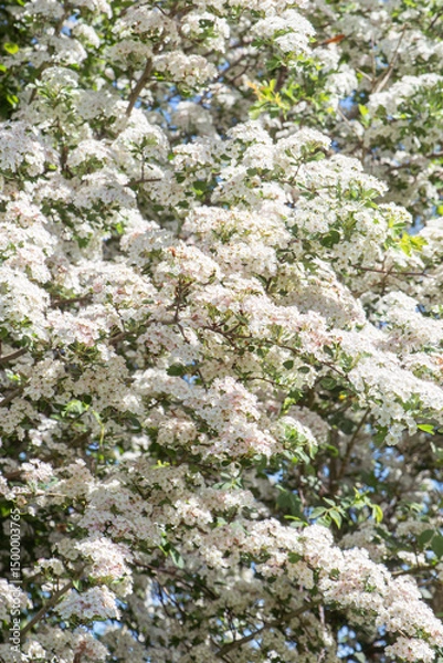 Fototapeta Hawthorn (Crataegus monogyna) in flower close-up