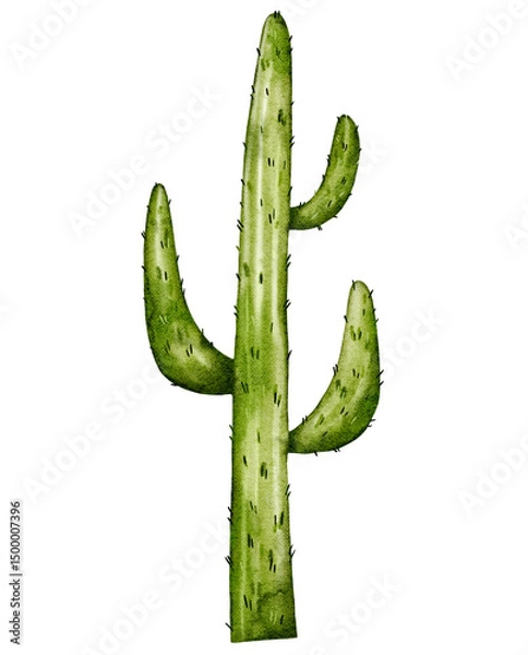 Fototapeta Minimalistic watercolor cactus isolated on transparent background. Watercolor illustration of cactus, plants of Africa, desert plants. Cactus.