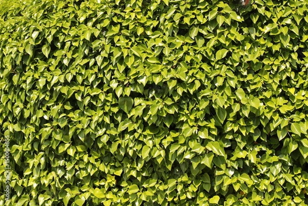 Obraz green leaves background