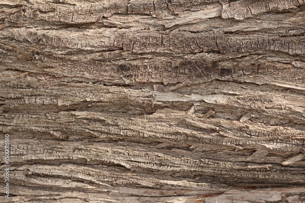 Obraz texture of tree bark