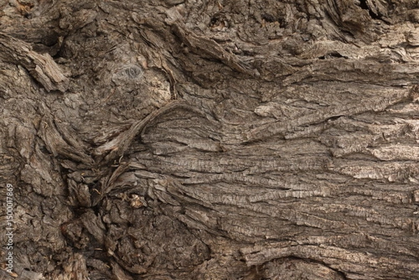 Obraz Tree bark background. tree bark close up, tree bark texture