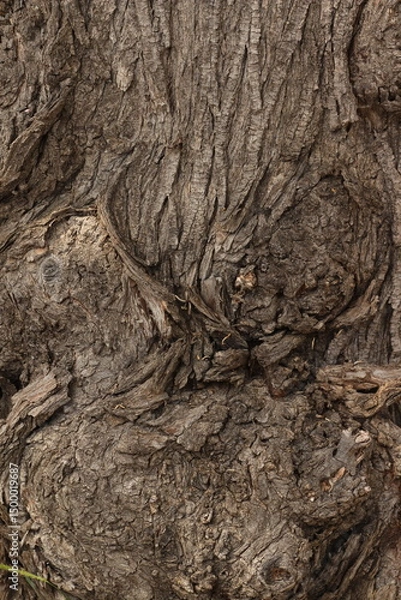 Obraz Tree bark background. tree bark close up, tree bark texture