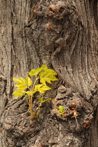 Obraz Small leaves grow from the tree trunk bark