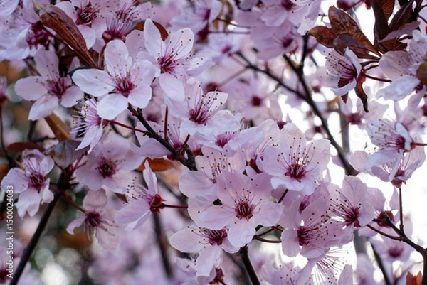 Fototapeta Cherry blossoms bloom vibrantly in spring sunlight
