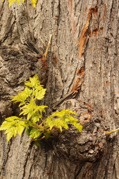 Obraz Small leaves grow from the tree trunk bark