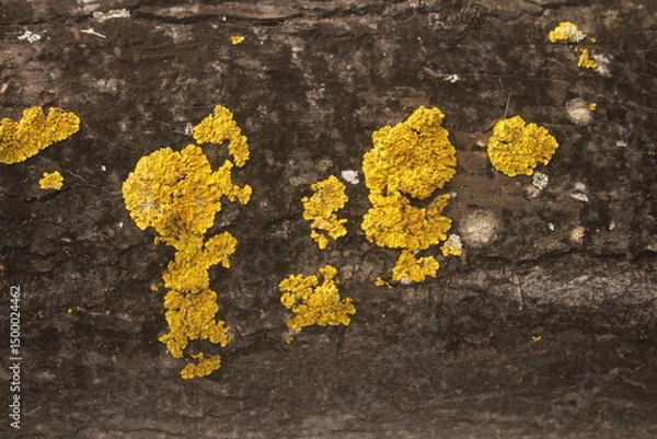 Obraz yellow lichen on a stone on a tree