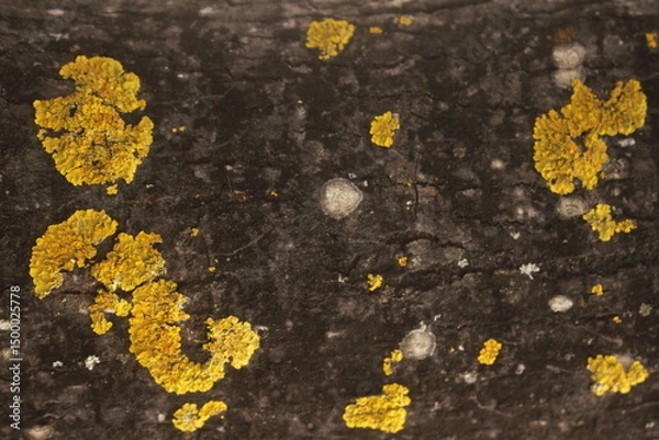 Obraz yellow lichen on a stone on a tree