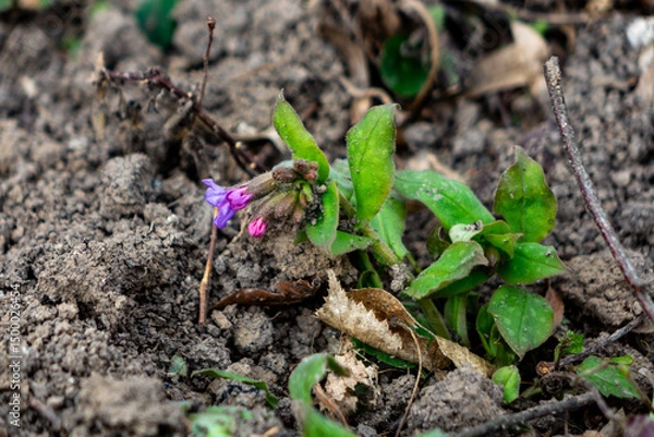 Fototapeta Purple flowering plant grows through soil in early spring