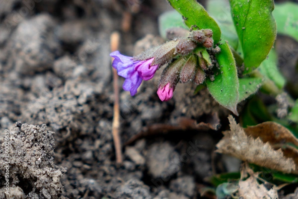 Fototapeta Purple and pink wildflower blooms in earthy soil at springtime
