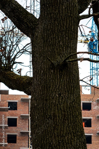 Fototapeta Tree trunk in urban construction area on a cloudy day