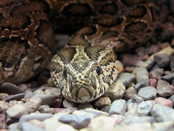Fototapeta serpent   snake   asp