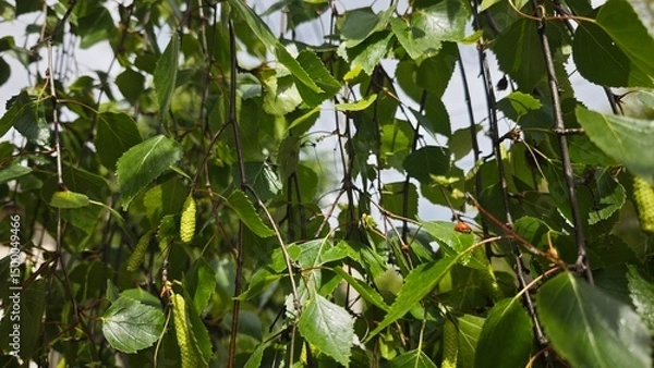 Fototapeta Green birch leaves and catkins hanging on thin branches under sunlight, with a ladybug resting on one leaf. Concept of springtime awakening and harmony in nature