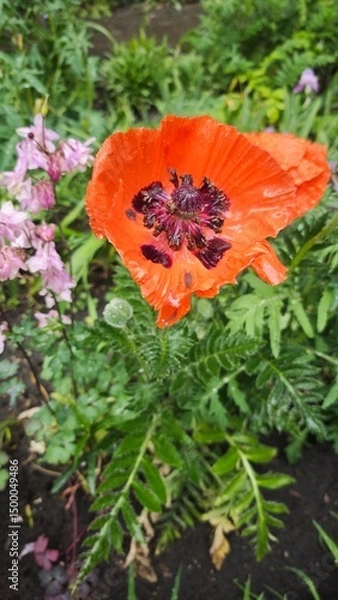 Fototapeta Bright red poppy flower with raindrops on petals standing out against green garden background. Concept of fragility and resilience in natural beauty