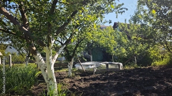 Fototapeta Small plastic-covered greenhouse standing among fruit trees with whitewashed trunks in a rural garden. Concept of self-reliant gardening and seasonal cultivation