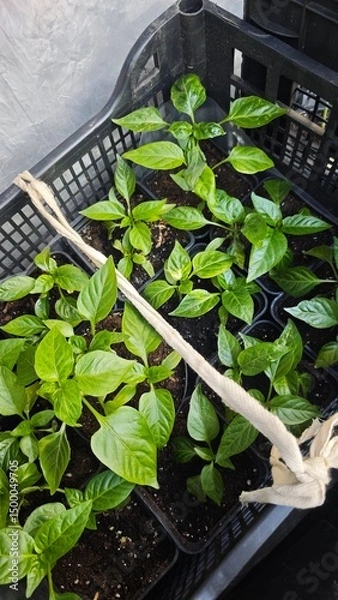 Fototapeta Young green pepper seedlings growing in small pots inside a plastic crate ready for transplanting. Concept of early cultivation and sustainable home gardening