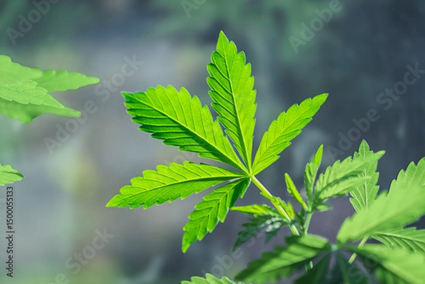 Fototapeta An Alluring Green Cannabis Plant Thriving in a Beautiful and Nurturing Pot Environment