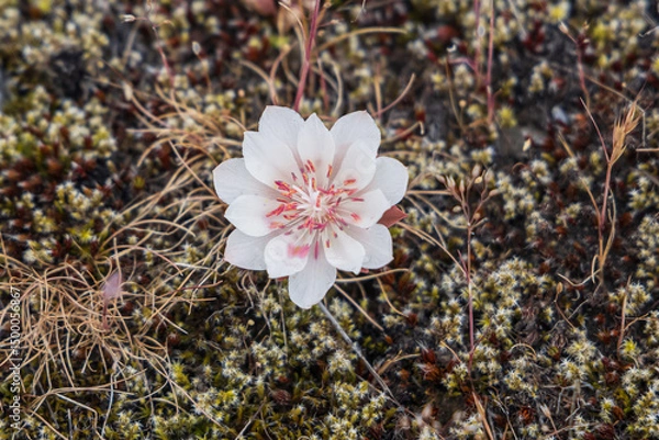 Obraz Spring time bloom of Bitterroot flowers in the Columbia Gorge.