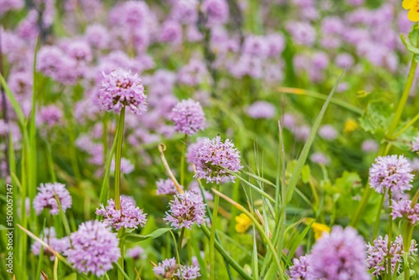 Obraz Spring time bloom of Seablush, Valerian flowers in the Columbia Gorge.