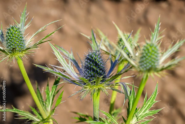 Fototapeta A Stunning Blue Thistle Plant featuring Sharp Green Leaves that are truly remarkable