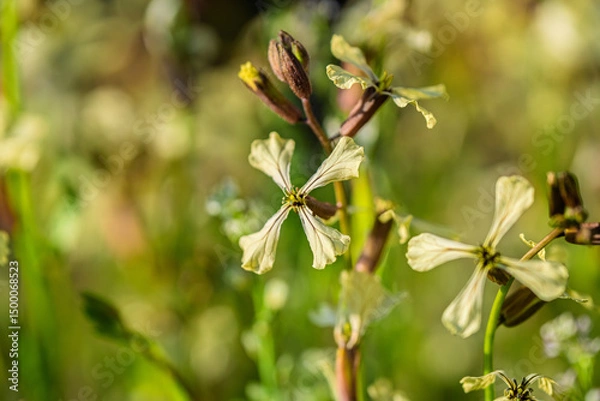 Fototapeta Beautiful and Delicate White Wildflowers Flourishing in a Natural and Picturesque Setting