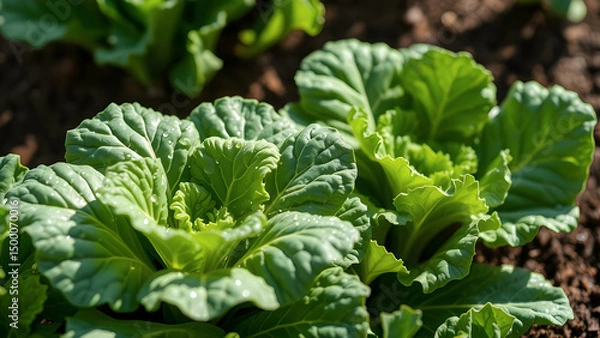 Fototapeta Lettuce in the garden
