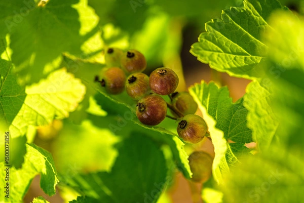 Fototapeta The Ripening Currants Rest on the Vibrant Green Foliage of the Bushes in the Garden
