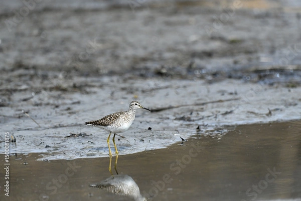 Obraz seagull on the beach