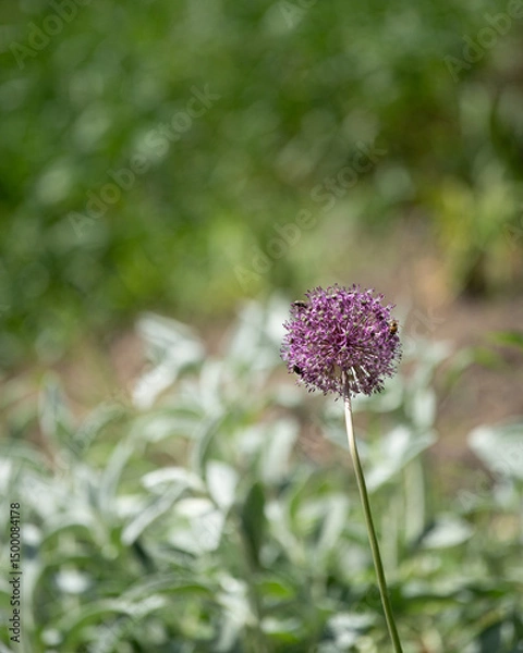 Fototapeta A single purple allium flower stands tall against a backdrop of green foliage on a sunny spring day. The garden showcases vibrant colors and rich textures that invite exploration
