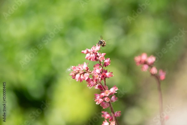 Fototapeta Delicate pink flowers bloom vibrantly as a bee busily collects nectar during the spring season. The garden is alive with color and the sounds of nature, creating a lively atmosphere