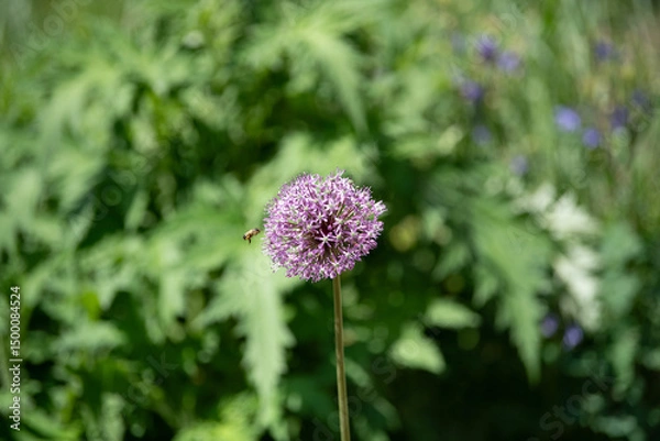 Fototapeta A striking purple allium flower blooms proudly amidst lush green plants in a vibrant spring garden. A busy bee flits nearby, adding to the lively atmosphere of the scene