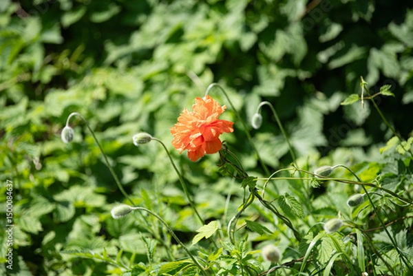 Fototapeta A bright orange flower stands out in a garden full of lush green plants, showcasing the beauty of spring with budding growth and vibrant colors all around