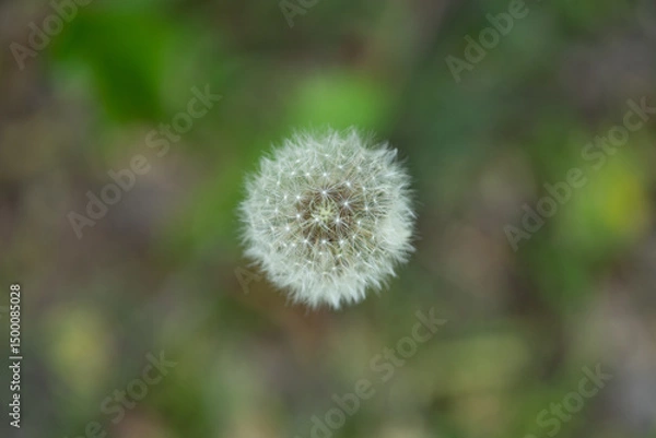 Fototapeta A delicate dandelion puff stands tall amidst vibrant greenery, showcasing the beauty of spring. The soft, fuzzy seeds are ready to take flight in the gentle breeze