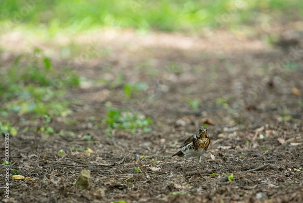 Fototapeta A small bird searches for food on the forest ground. Surrounded by vibrant greenery, the scene captures the essence of spring as life awakens in nature