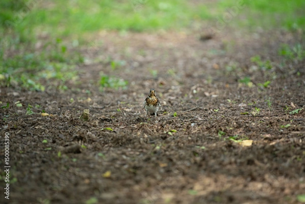 Fototapeta A small bird walks along a dirt path in a lush forest as spring brings new life. The surrounding greenery adds vibrancy while the soft earth provides a natural backdrop