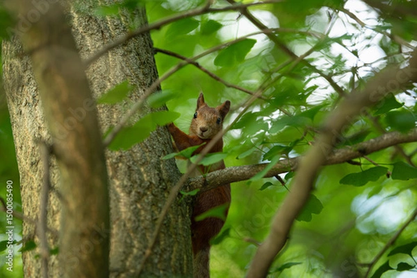Fototapeta A curious squirrel explores tree branches lush with fresh green leaves during spring. Sunlight filters through the canopy, creating a serene atmosphere in the forest