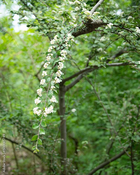 Fototapeta Delicate white flowers drift from a tree branch in a lush green forest, signifying the arrival of spring. Sunlight filters through the vibrant foliage, enhancing the scene