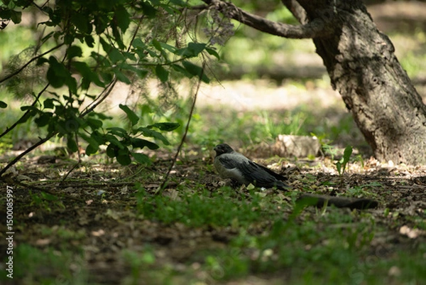 Fototapeta In a peaceful forest during spring, a young bird rests on the ground under the shade of trees. Soft sunlight filters through the leaves, creating a serene atmosphere