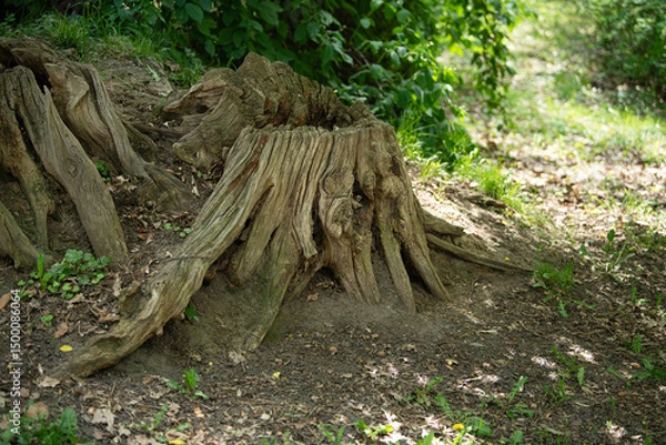 Fototapeta In the heart of a vibrant spring forest, a rugged tree stump stands proudly amidst lush greenery, showcasing the beauty of nature's cycle