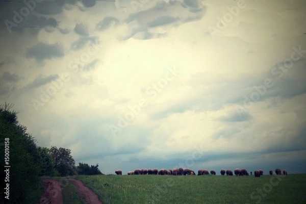 Obraz Sheep grazing on the meadow.