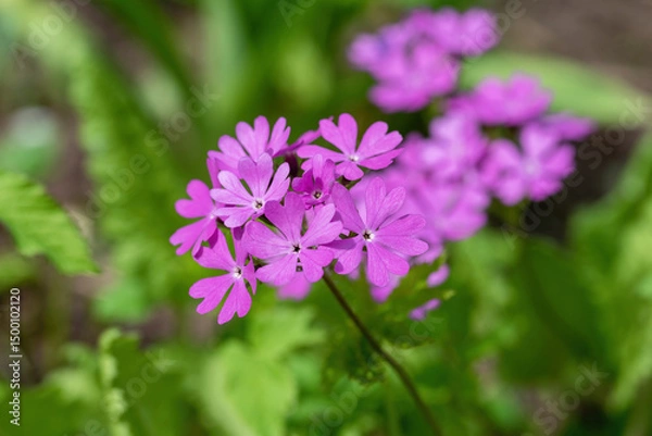Fototapeta Primula cortusoides flowers in the garden, shallow depth of field.