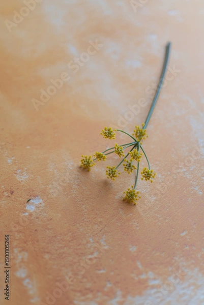 Fototapeta Fennel with delicate flowers on a neutral background, ideal for restaurant marketing. Use in menus or farm-to-table promotions. Perfect for chefs, cafes, or organic dining campaign