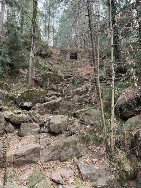 Obraz autumn forest in the mountains