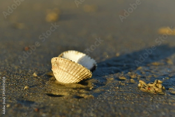Fototapeta Jersey, U.K. A single eaten cockleshell on a beach in low sunlight.