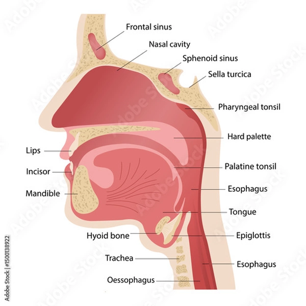 Obraz Anatomy of the upper respiratory tract. Illustration of the trigeminal nerve with a section of the human head.