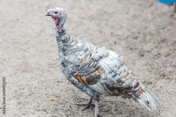 Obraz Turkey on the sand