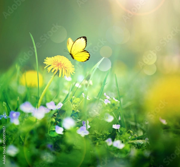 Obraz Beautiful wild flowers and butterfly in meadow summer nature.